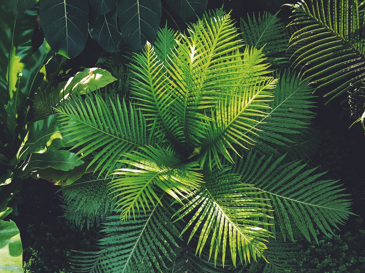 The Powerful Pigment Called Chlorophyll